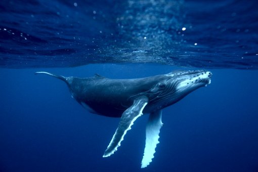 Биткоин-киты накапливают 122,5 тысяч BTC на фоне последнего рыночного хаоса