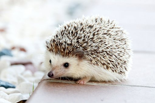 Hedgehog Technology использует новое финансирование для создания робота-советника для инвестирования в крипто