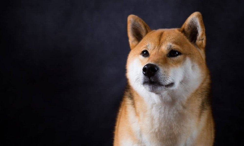 Основатель Dogecoin раскрывает свои активы DOGE