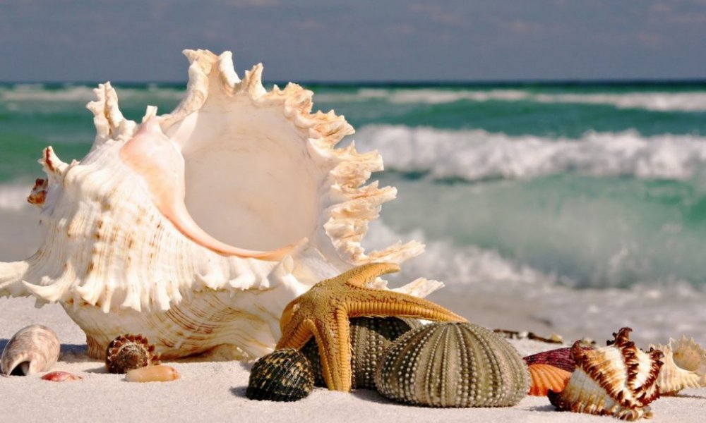 Seashell закрыла раунд финансирования стоимостью 6 миллионов долларов США